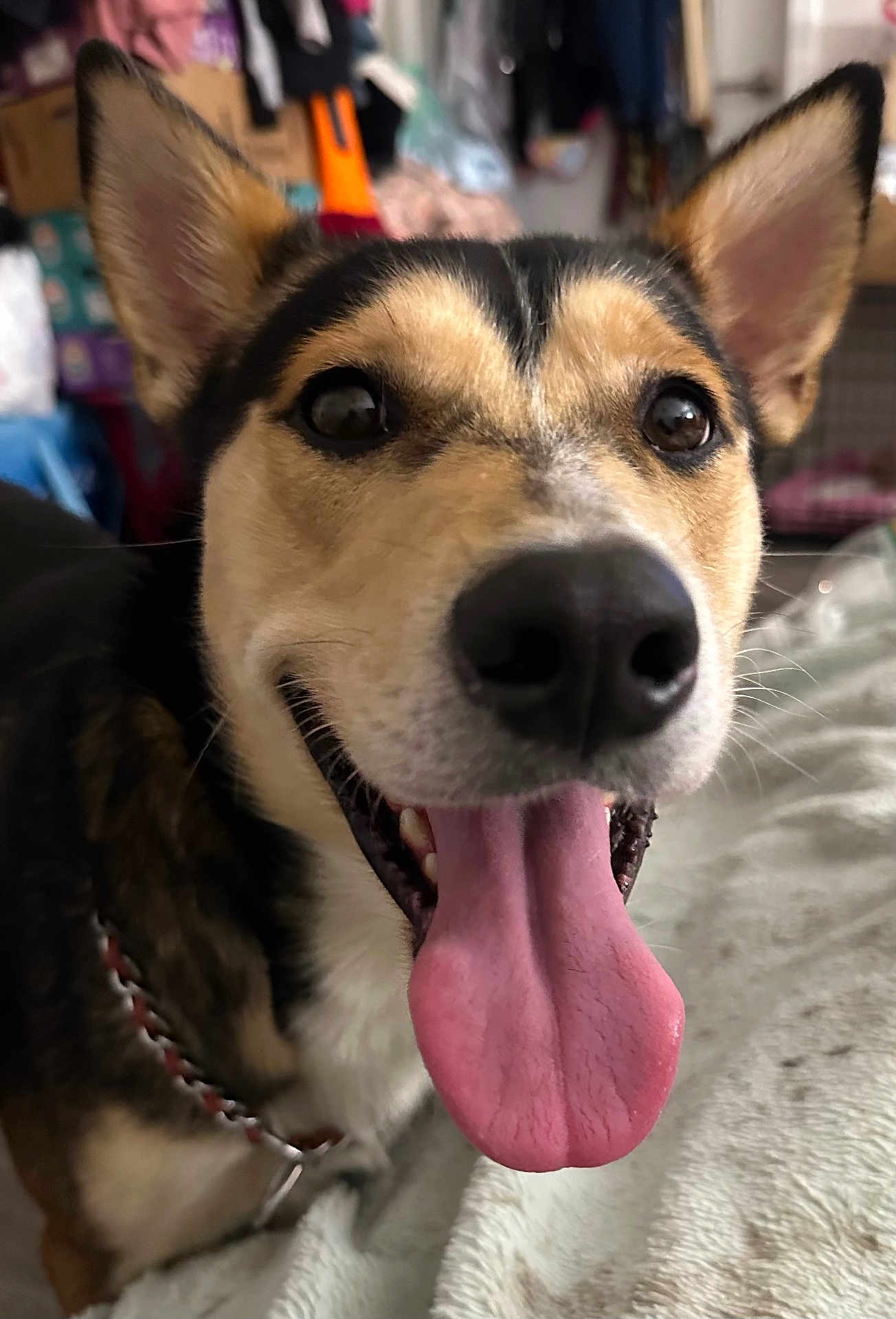 Loki is registered to the contest to win money with this photo: dog, tongue, close_up, smiling, pet, indoor, fur, ears, collar, animal, happy, mouth, nose, canine, face, domestic_animal, friend, companion, cute, playful