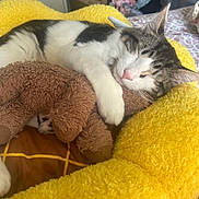 Broly is registered to the contest to win money with this photo: animal, bed, cat, close_up, comfort, cozy, cute, feline, fur, indoor, napping, paw, peaceful, pet, plush_toy, resting, sleeping, soft_texture, white_and_gray_cat, yellow_blanket
