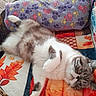 Al'Thor participe au concours pour gagner de l'argent avec cette photo : cat, fluffy, animal, pet, resting, blanket, pillow, paw_print, indoor, cozy, feline, cute, relaxed, laying_down, soft, striped, white, brown, orange, patterned