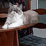 cat, fluffy, table, wooden_table, chair, wooden_chair, dining_room, indoor, pet, furniture, floral_pattern, fabric, animal, resting, looking, domestic, mammal, cozy, home, relaxed