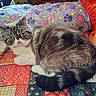 cat, fluffy, fur, resting, patchwork_quilt, blanket, paw_prints, indoor, pet, cozy, tabby, cute, animal, mammal, whiskers, face, tail, relaxed, home, feline