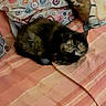 Osaka a rejoint le concours — aidez-le/la à gagner de superbes lots ! cat, tortoiseshell_cat, pet, animal, indoor, blanket, pattern, striped, bedspread, feline, looking, curious, resting, fur, cute, cozy, colorful, soft, domestic, companion