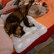 Osaka participe au concours pour gagner de l'argent avec cette photo : cat, sleeping, couch, blanket, pillow, indoor, pet, fur, resting, cozy, animal, tabby_cat, feline, cute, domestic, relaxing, soft, pattern, colorful, companion