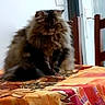 Coton participe au concours pour gagner de l'argent avec cette photo : cat, fluffy_cat, table, tablecloth, orange, red, pattern, chair, wooden_chair, indoor, pet, feline, long_hair, domestic_cat, animal, mammal, sitting, furniture, home, cozy