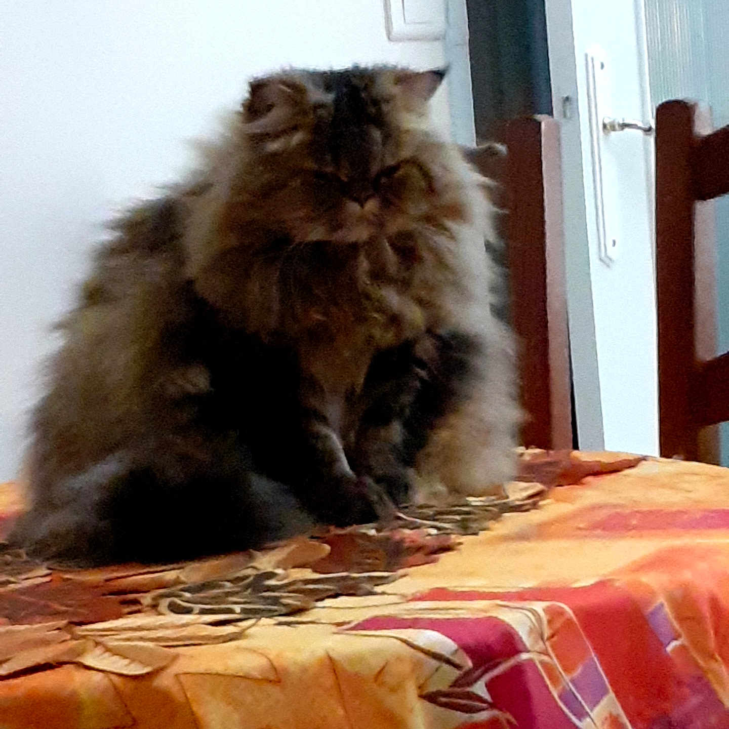 Coton participe au concours pour gagner de l'argent avec cette photo : cat, fluffy_cat, table, tablecloth, orange, red, pattern, chair, wooden_chair, indoor, pet, feline, long_hair, domestic_cat, animal, mammal, sitting, furniture, home, cozy