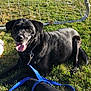 Abby is registered to the contest to win money with this photo: animal, black_dog, dog, field, grass, greenery, happy, leash, nature, outdoor, panting, person, pet, relaxing, resting, shirt, shorts, soccer_goal, summer, sunny