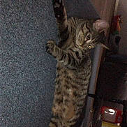 Perch is registered to the contest to win money with this photo: animal, carpet, cat, cozy, cute, domestic, ears, eyes, feline, floor, household, indoor, laying, mammal, paw, pet, relaxed, striped, tabby, whiskers