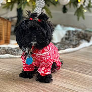 Cici joined the competition — help win amazing prizes! dog, black_dog, puppy, pet, red_sweater, holiday, christmas, festive_clothing, floor, wooden_floor, indoors, decorations, pine_tree, pine_cone, blanket, cute, small_dog, fur, collar, tags
