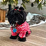 dog, black_dog, puppy, pet, red_sweater, holiday, christmas, festive_clothing, floor, wooden_floor, indoors, decorations, pine_tree, pine_cone, blanket, cute, small_dog, fur, collar, tags