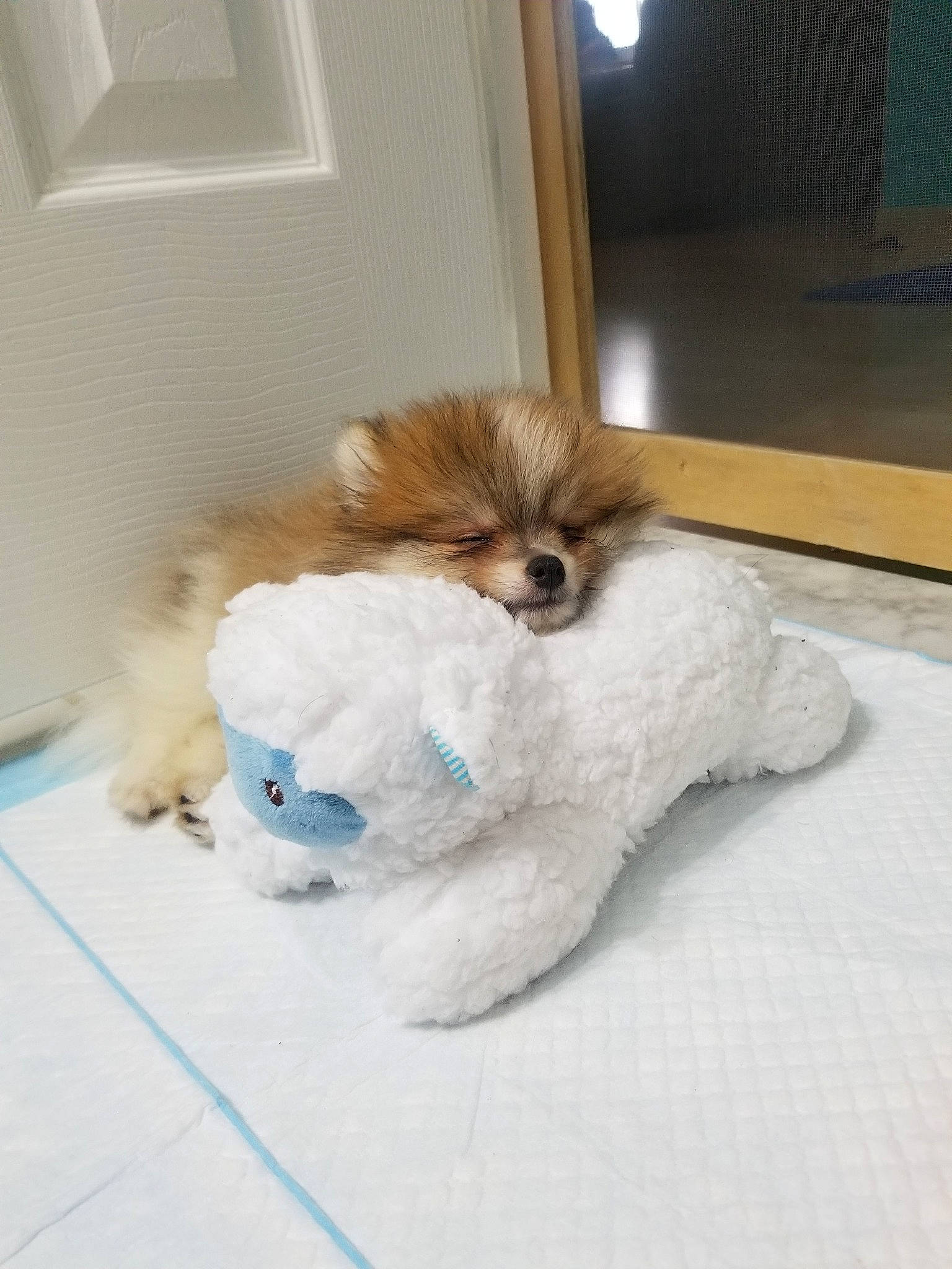 Balto is registered to the contest to win money with this photo: canidae, carnivore, cavachon, chinese_imperial_dog, companion_dog, dog, dog_breed, fawn, lhasa_apso, maltese, mammal, non_sporting_group, pomeranian, puppy, shih_tzu, skin, snout, spitz, sporting_group, toy_dog