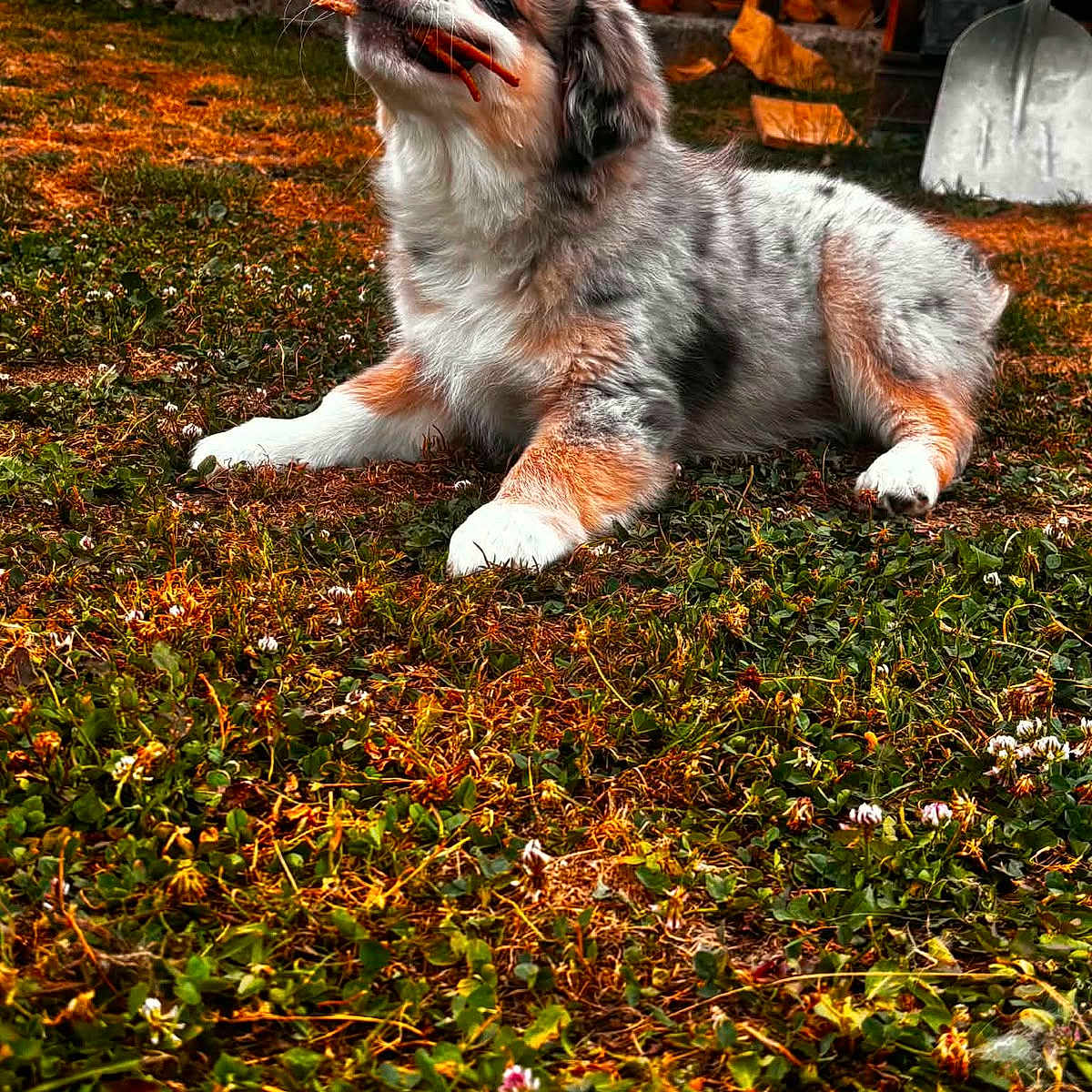 Bao participe au concours pour gagner de l'argent avec cette photo : puppy, dog, grass, stick, outdoor, playful, tricolor, fur, animal, pet, woodpile, garden_tools, shovel, nature, lying_down, cute, young_dog, summer, sunlight, yard