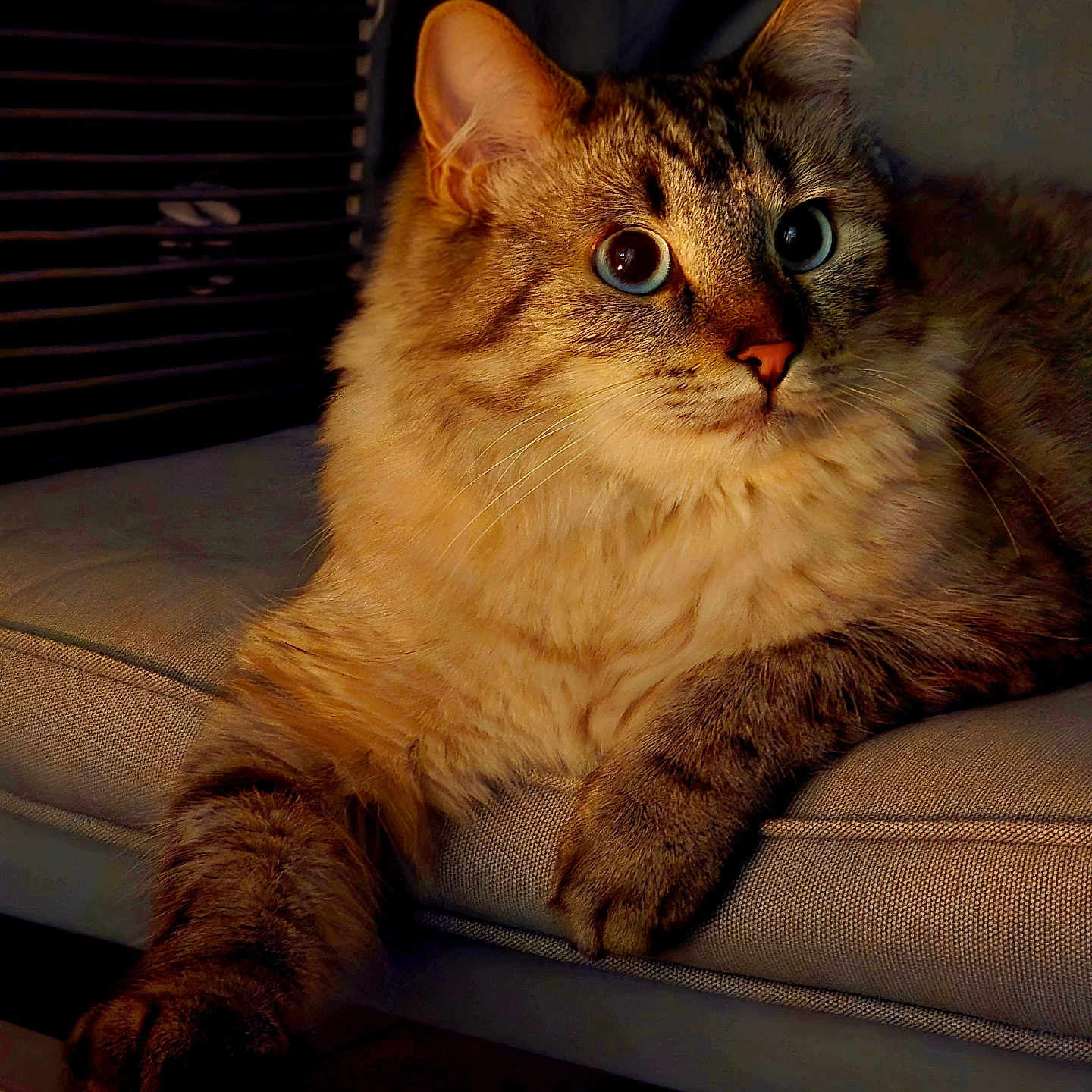 Snow participe au concours pour gagner de l'argent avec cette photo : animal, cat, closeup, cozy, cushion, cute, domestic, ears, feline, fluffy, fur, indoor, mammal, paws, pet, portrait, relaxed, resting, soft_light, whiskers