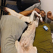 Sole joined the competition — help win amazing prizes! bed, black_spots, casual_clothing, dog, furniture, green_shirt, hand, indoor, lying_down, man, paw, pet, pillow, relaxed, resting, smile, speaker, spotted_dog, striped_pillow, white_dog