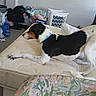 Sole is registered to the contest to win money with this photo: bedding, bedroom, black_and_white, blanket, blurred_person, canine, clothing, cluttered_room, dog, fan, furniture, household, human, indoors, laundry, laundry_basket, mattress, pet, pillow, stretching