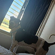 Sole is registered to the contest to win money with this photo: animal, backlit, bed, bedroom, black_and_white, blanket, canine, collar, curtain, dog, home, indoors, outdoor_view, pet, portrait, side_view, standing, sunlight, tail, window