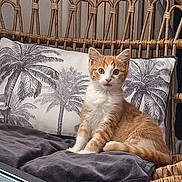 Gissi a rejoint le concours — aidez-le/la à gagner de superbes lots ! kitten, cat, orange_cat, white_cat, wicker_chair, pillow, palm_tree_print, blanket, indoor, pet, cozy, curious, sitting, furniture, cute, animal, young_cat, alert, home, decor