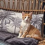 kitten, cat, orange_cat, white_cat, wicker_chair, pillow, palm_tree_print, blanket, indoor, pet, cozy, curious, sitting, furniture, cute, animal, young_cat, alert, home, decor