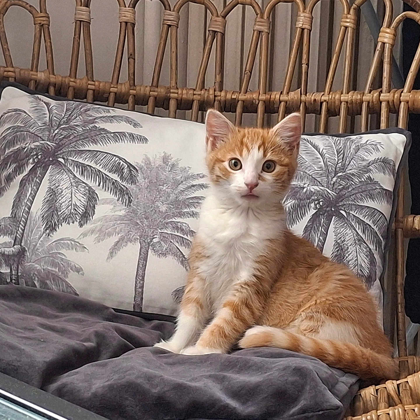 Gissi a rejoint le concours — aidez-le/la à gagner de superbes lots ! alert, animal, blanket, cat, cozy, curious, cute, decor, furniture, home, indoor, kitten, orange_cat, palm_tree_print, pet, pillow, sitting, white_cat, wicker_chair, young_cat