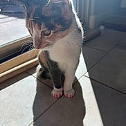Jade is registered to the contest to win money with this photo: cat, calico, kitten, pet, indoor, sunlight, shadow, tile_floor, window, sliding_door, whiskers, paws, pink_nail_caps, ears, portrait, sitting, domestic, fur, close_up, curious