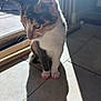 cat, calico, kitten, pet, indoor, sunlight, shadow, tile_floor, window, sliding_door, whiskers, paws, pink_nail_caps, ears, portrait, sitting, domestic, fur, close_up, curious