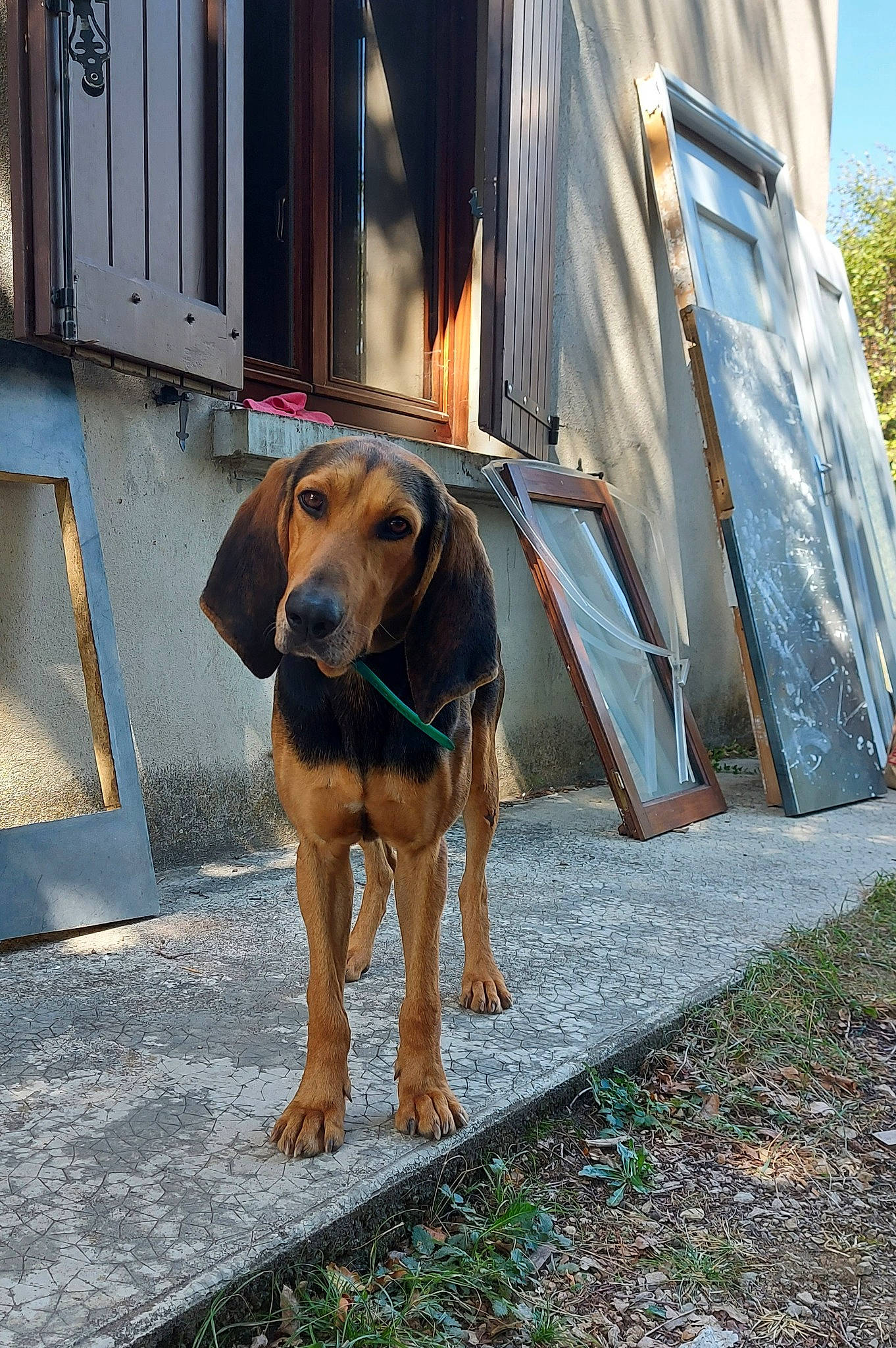 Paco a rejoint le concours — aidez-le/la à gagner de superbes lots ! carnivore, companion_dog, dog, dog_breed, fashion_accessory, fawn, hound, hunting_dog, pet_supply, plant, road_surface, sporting_group, tints_and_shades, tree, vehicle_door, working_animal, working_dog