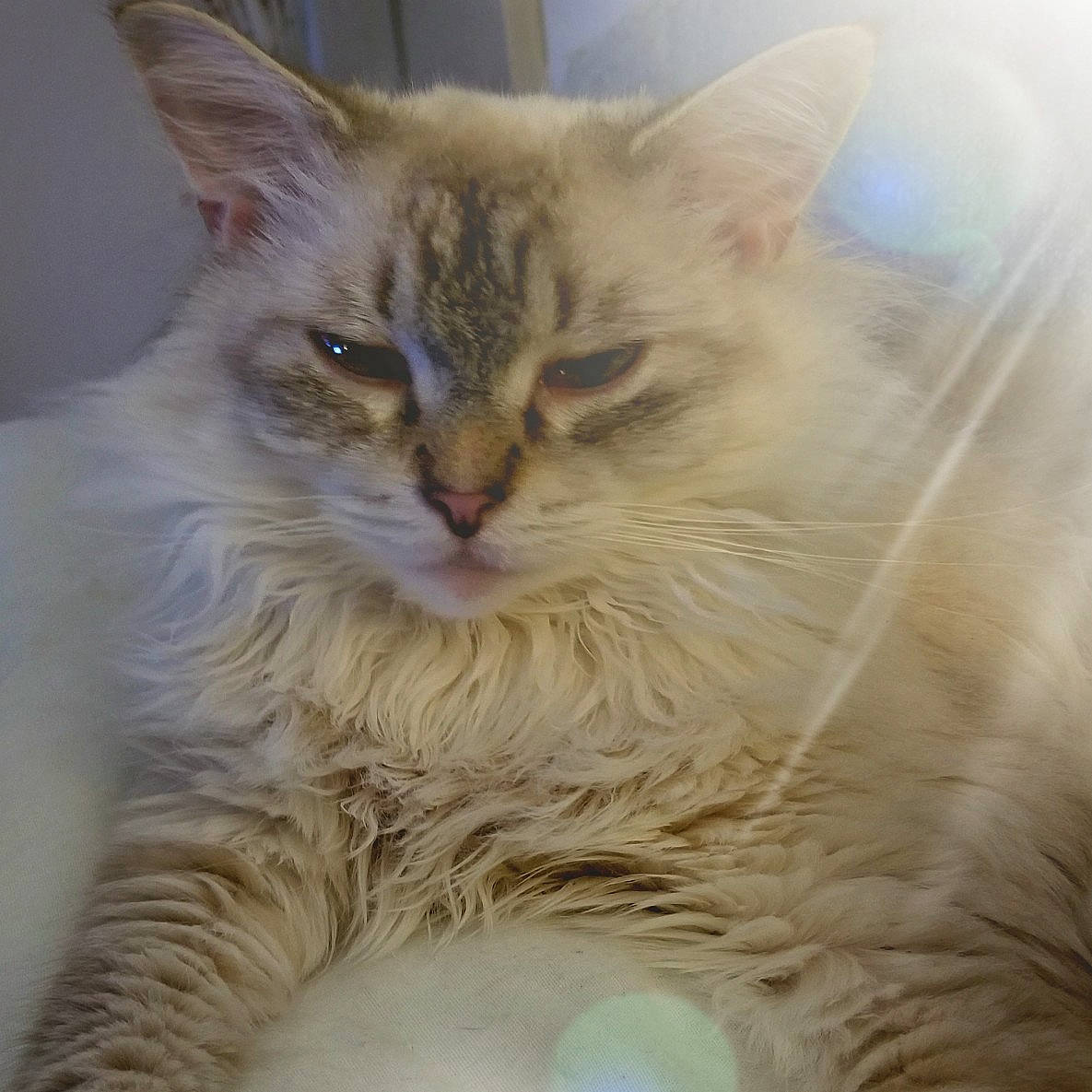 Sunshine is registered to the contest to win money with this photo: carnivore, cat, claw, close_up, comfort, event, eye, felidae, fur, paw, selkirk_rex, small_to_medium_sized_cats, snout, whiskers