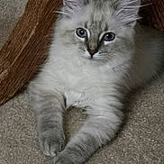 Sunshine joined the competition — help win amazing prizes! kitten, cat, blue_eyes, fluffy, carpet, wood, paws, cute, pet, indoor, fur, relaxed, animal, young, whiskers, nose, ears, laying, cozy, curious