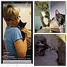 Sunshine joined the competition — help win amazing prizes! abyssinian, accessories, adult, animal, art, cat, collage, doctor, face, female, glasses, head, kitten, manx, person, pet, photography, portrait, veterinarian, woman