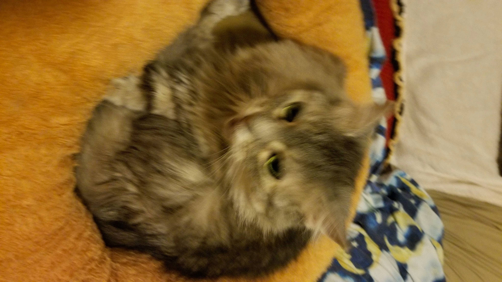 Baby Kitty joined the competition — help win amazing prizes! british_longhair, canidae, carnivore, cat, claw, comfort, companion_dog, dog_breed, domestic_short_haired_cat, fawn, felidae, fur, nap, paw, small_to_medium_sized_cats, snout, tail, terrestrial_animal, whiskers, working_animal