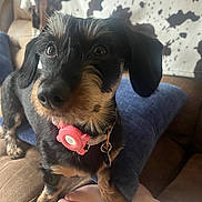 Cleopatra is registered to the contest to win money with this photo: dog, puppy, black_and_tan, collar, pink_tag, couch, blue_pillow, foot, pet, indoor, closeup, fur, ears, snout, animal, companion, cute, looking_up, domestic, friendly
