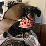 Cleopatra joined the competition — help win amazing prizes! dog, small_dog, bandana, pink_bandana, strawberry_pattern, blanket, brown_couch, cow_print_blanket, indoor, pet, fur, ears, sitting, cute, attentive, wood_panel_wall, cozy, animal, companion, home
