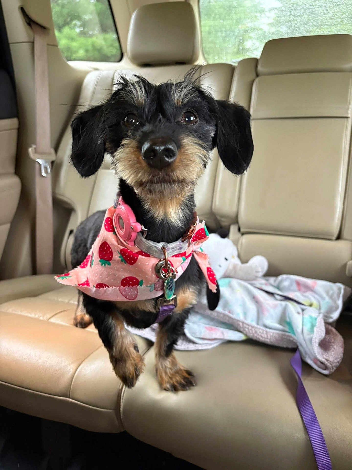 Cleopatra is registered to the contest to win money with this photo: dog, small_dog, black_dog, tan_dog, bandana, pink_bandana, collar, car_interior, leather_seat, backseat, blanket, plush_toy, pet, cute, animal, domestic_animal, pet_accessory, seatbelt, window, curious