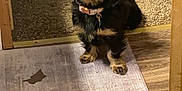 Cleopatra is registered to the contest to win money with this photo: dog, puppy, indoor, floor, carpet, wood_floor, collar, pet, small_dog, cute, animal, tilted_head, brown, black, fur, household, domestic, pet_tag, sitting, curious