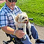 man, elderly, dog, wheelchair, outdoor, park, grass, sunlight, sunglasses, plaid_shirt, pet, companion, happiness, leisure, sidewalk, casual_clothing, white_dog, tongue_out, paw, bracelet