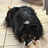 Raven participe au concours pour gagner de l'argent avec cette photo : dog, canine, pet, indoor, floor, tile, black_fur, white_paws, brown_eyes, fluffy, laying_down, relaxed, animal, fur, mammal, companion, house, home, resting, cute