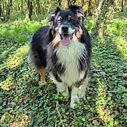 Raven a rejoint le concours — aidez-le/la à gagner de superbes lots ! dog, forest, greenery, sunlight, nature, animal, canine, outdoor, trees, grass, happy, pet, tongue_out, walking, daylight, leafy, woods, smiling, fur, natural_light