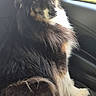 Raven participe au concours pour gagner de l'argent avec cette photo : dog, car, backseat, window, fur, pet, animal, sitting, black, brown, white, long_hair, domestic_animal, inside, transport, looking_back, canine, companion, cute, relaxed