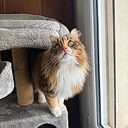 Laula a rejoint le concours — aidez-le/la à gagner de superbes lots ! cat, cat_tree, window, indoor, feline, curious, fluffy, green_eyes, pet, domestic_animal, soft_light, wood_paneling, whiskers, looking_up, fur, cozy, home, animal, natural_light, resting_place