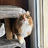 cat, cat_tree, window, indoor, feline, curious, fluffy, green_eyes, pet, domestic_animal, soft_light, wood_paneling, whiskers, looking_up, fur, cozy, home, animal, natural_light, resting_place