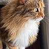 cat, fluffy, long_hair, window, looking_out, profile, whiskers, pet, feline, domestic_cat, indoor, curious, soft_light, brown, white, orange, animal, close_up, portrait, cozy