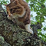 cat, tree, branch, moss, green_leaves, outdoor, animal, feline, nature, curious, fluffy, closeup, wildlife, woodland, daylight, pet, climbing, fur, whiskers, alert
