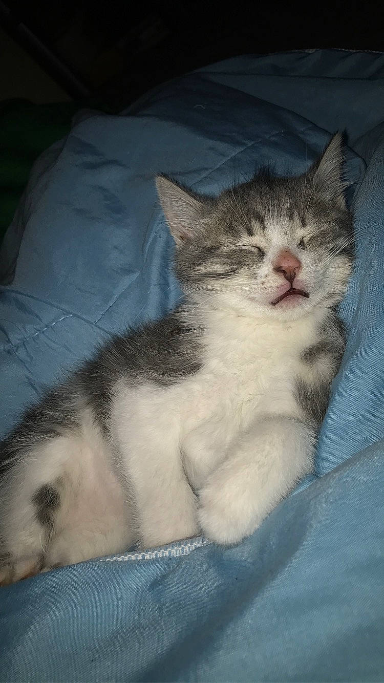 Sakura a rejoint le concours — aidez-le/la à gagner de superbes lots ! bed, bedding, carnivore, cat, claw, cloud, comfort, domestic_short_haired_cat, eye, felidae, fur, linens, nap, paw, sleep, small_to_medium_sized_cats, snout, tail, whiskers