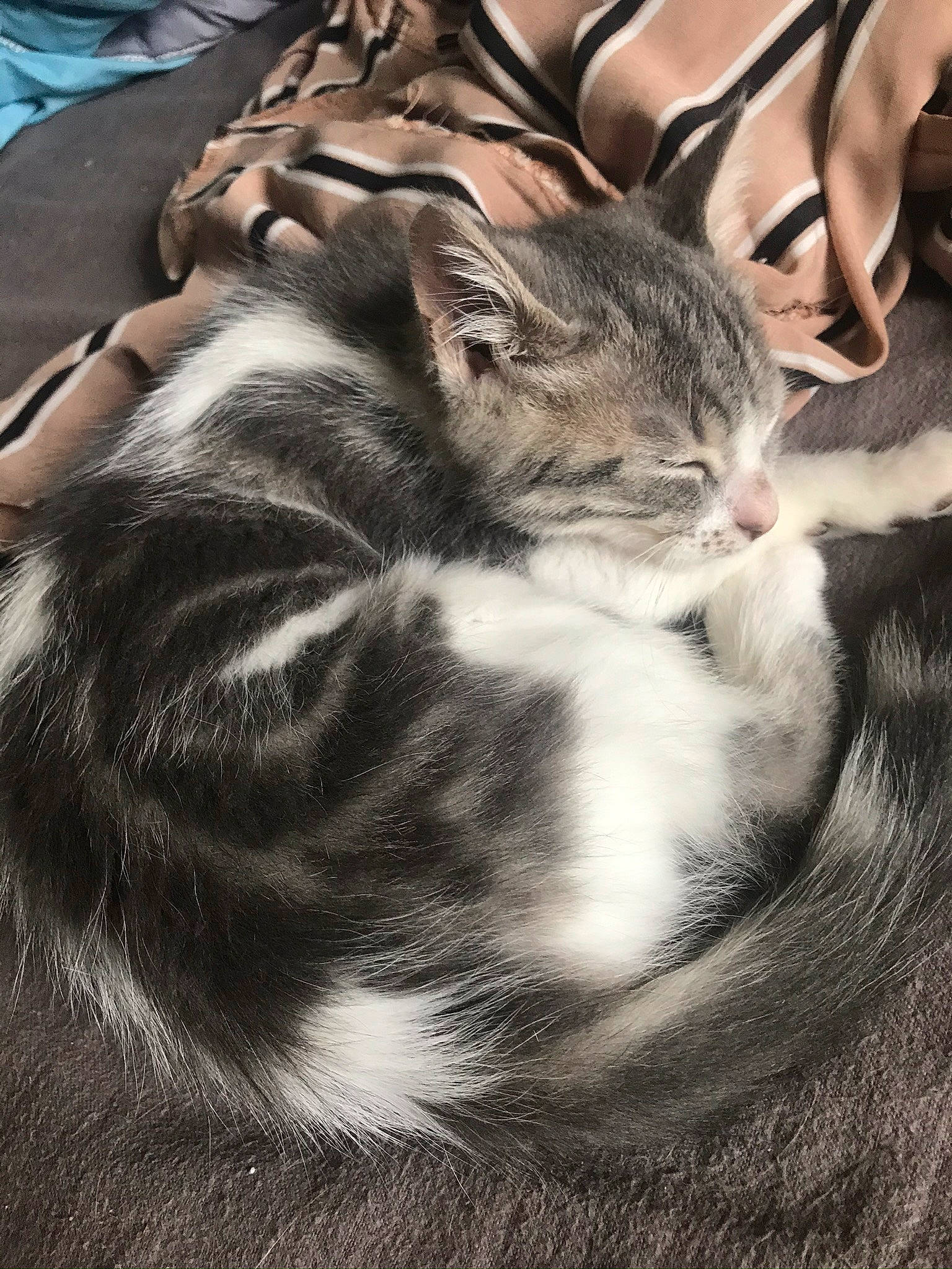 Sakura a rejoint le concours — aidez-le/la à gagner de superbes lots ! carnivore, cat, claw, comfort, domestic_short_haired_cat, eye, fawn, felidae, foot, fur, grass, mammal, monochrome, monochrome_photography, paw, small_to_medium_sized_cats, tail, terrestrial_animal, tree, whiskers