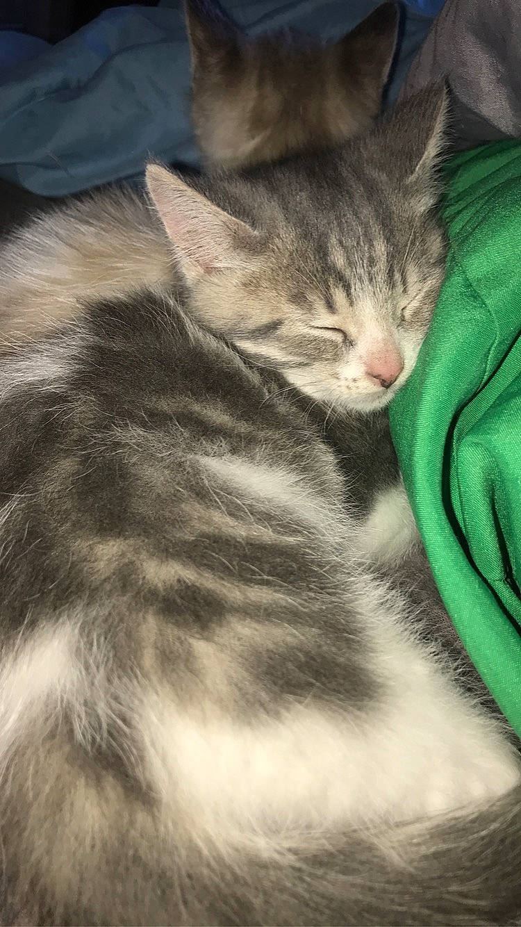 Sakura participe au concours pour gagner de l'argent avec cette photo : carnivore, cat, claw, close_up, comfort, domestic_short_haired_cat, eye, felidae, fur, grey, iris, leg, paw, plant, small_to_medium_sized_cats, snout, tail, tree, whiskers, window