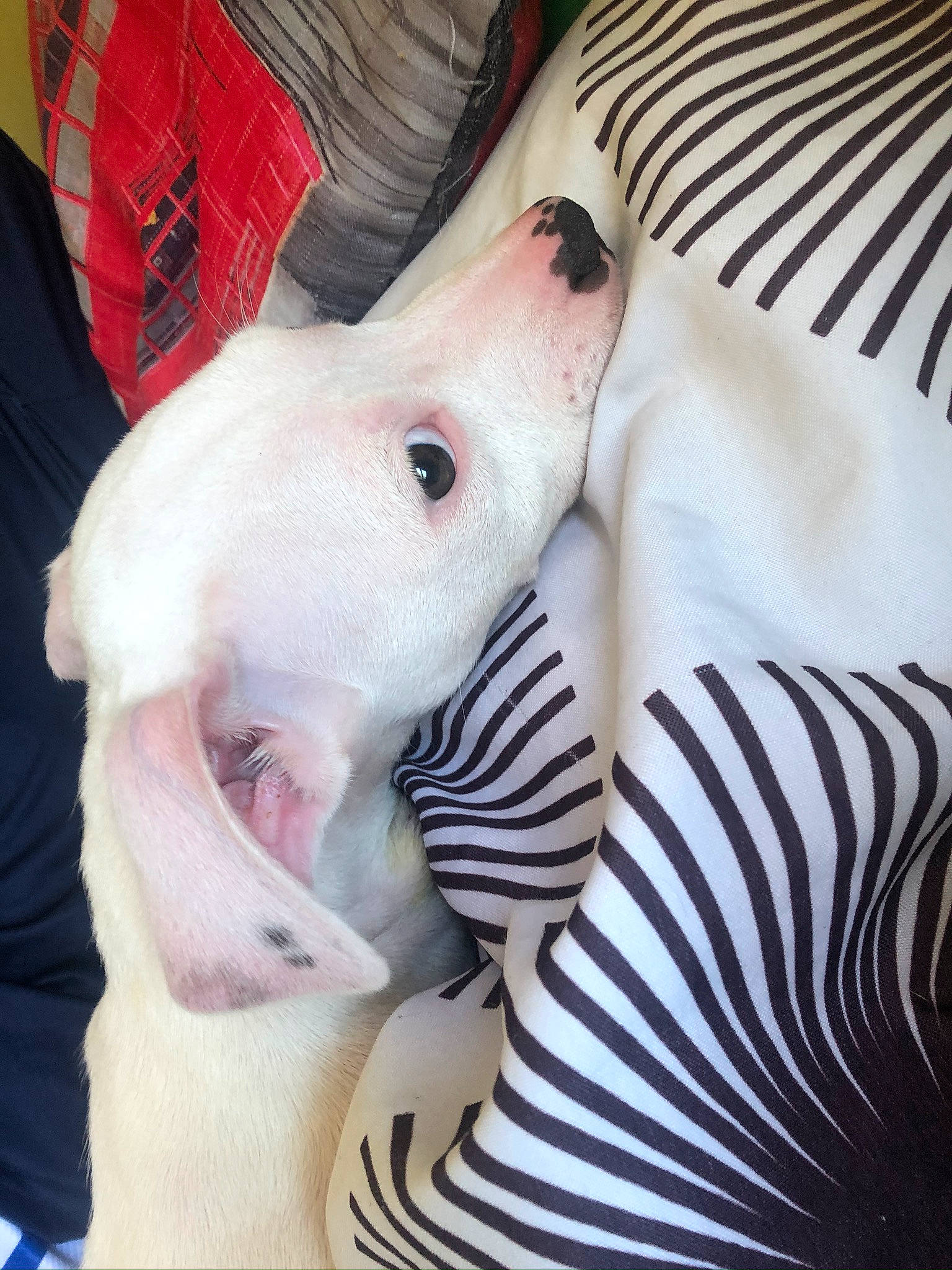 Erza participe au concours pour gagner de l'argent avec cette photo : carnivore, comfort, companion_dog, dog, dog_breed, ear, eyelash, fawn, fur, jaw, mammal, neck, pattern, pink, snout, tail, terrestrial_animal, vertebrate, whiskers, working_animal