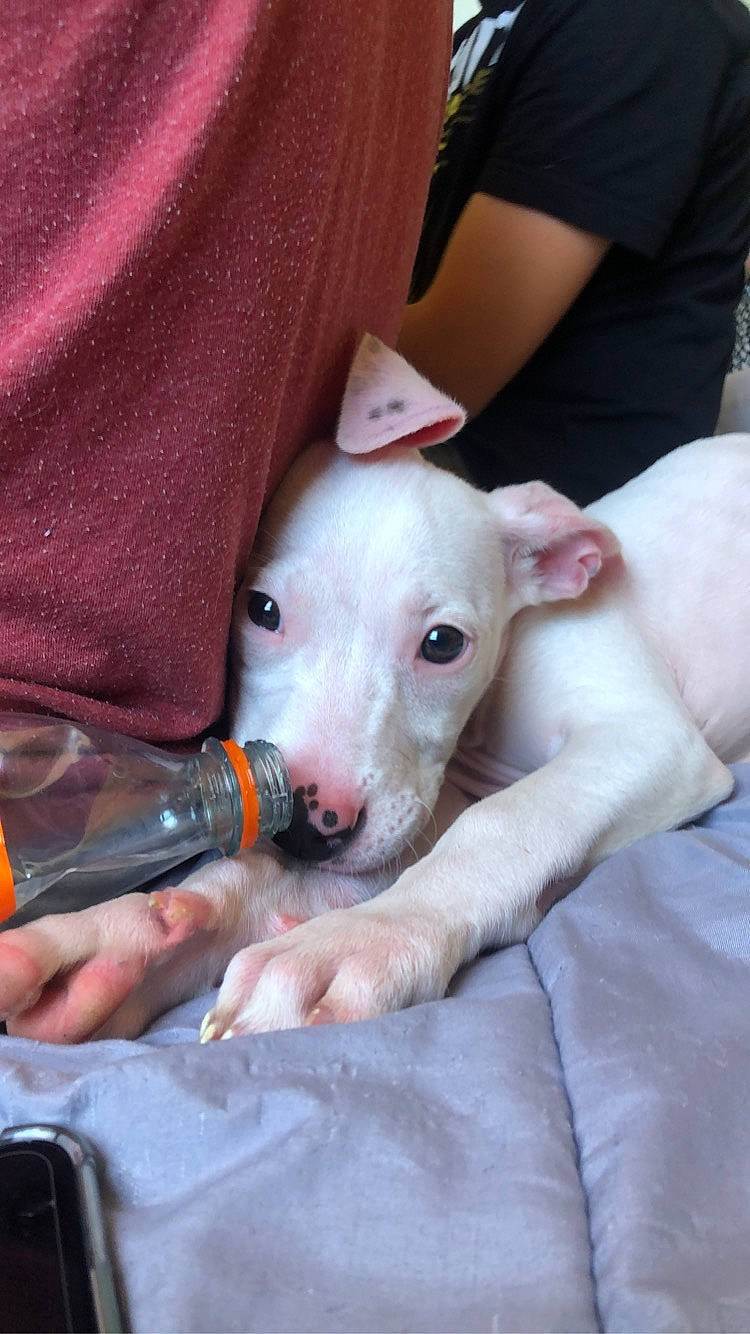 Erza a rejoint le concours — aidez-le/la à gagner de superbes lots ! bottle, carnivore, comfort, companion_dog, dog, dog_breed, drinkware, fawn, nail, non_sporting_group, snout, sporting_group, t_shirt, terrestrial_animal, water_bottle, whiskers, working_animal, wrist