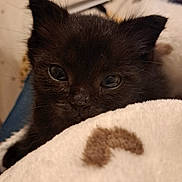 Jiji participe au concours pour gagner de l'argent avec cette photo : kitten, black_cat, pet, animal, feline, cute, cozy, blanket, indoors, fur, whiskers, small, young, curious, soft_texture, closeup, resting, companion, domestic_animal, cute_pet