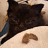 kitten, black_cat, pet, animal, feline, cute, cozy, blanket, indoors, fur, whiskers, small, young, curious, soft_texture, closeup, resting, companion, domestic_animal, cute_pet