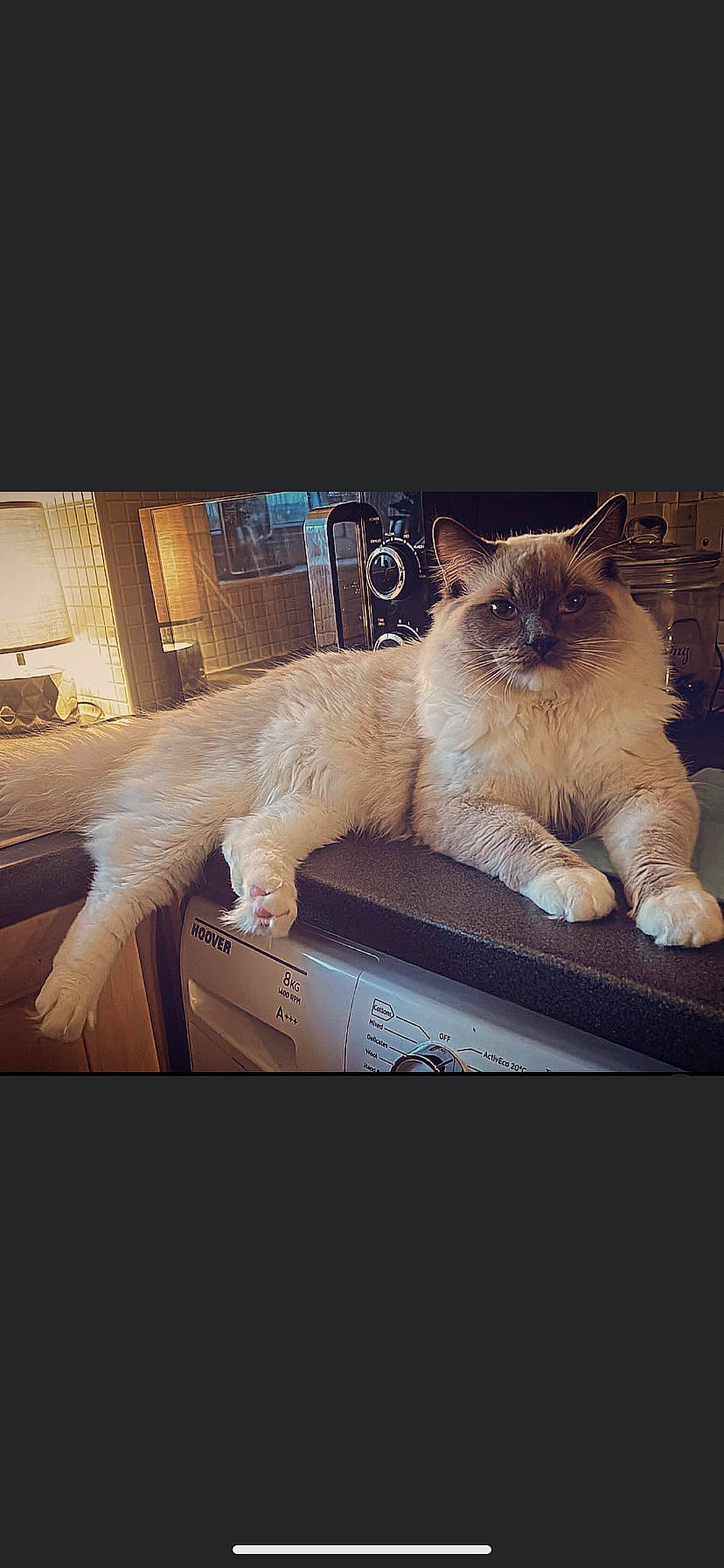 Sox is registered to the contest to win money with this photo: birman, carnivore, cat, companion_dog, fawn, felidae, fur, metal, paw, photo_caption, rectangle, siamese, small_to_medium_sized_cats, snout, square, tail, tints_and_shades, tonkinese, whiskers, window