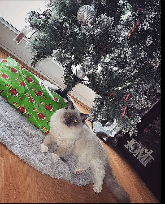 Sox joined the competition — help win amazing prizes! carnivore, cat, christmas, christmas_decoration, christmas_eve, christmas_ornament, christmas_tree, decoration, event, evergreen, felidae, holiday, holiday_ornament, ornament, plant, tail, tree, twig, whiskers, wood